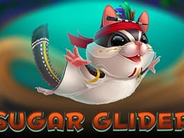 Sugar Glider